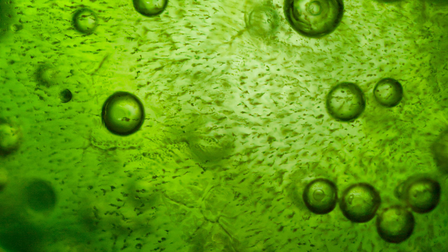 Das sind Omega-3-Fettsäuren – Wirkung, Bedarf & pflanzliche Quellen im Überblick