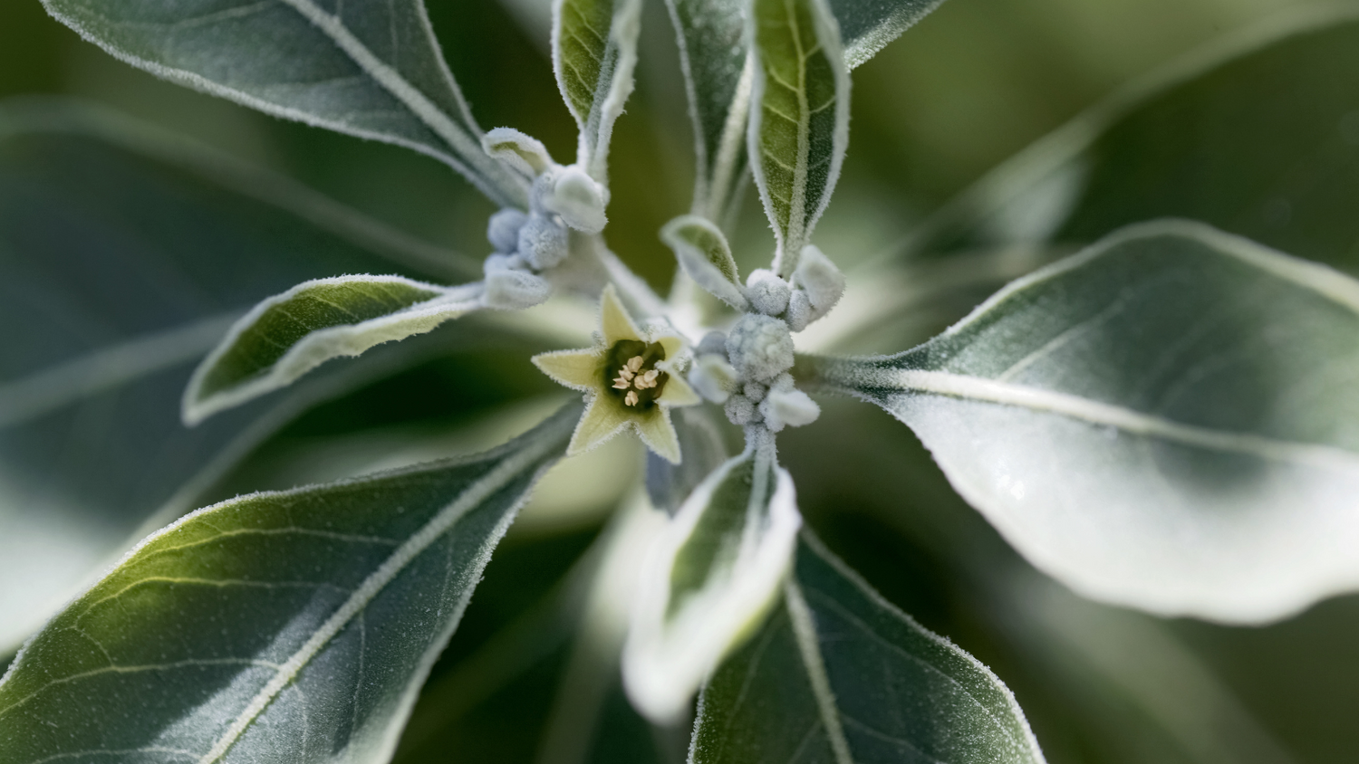 Pflanzenkunde 2.0: Ashwagandha und Maca – Power für deine Psyche