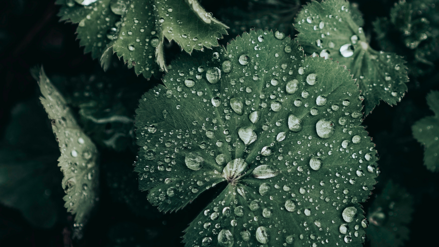 Ein Hoch auf Heilpflanzen und -kräuter!