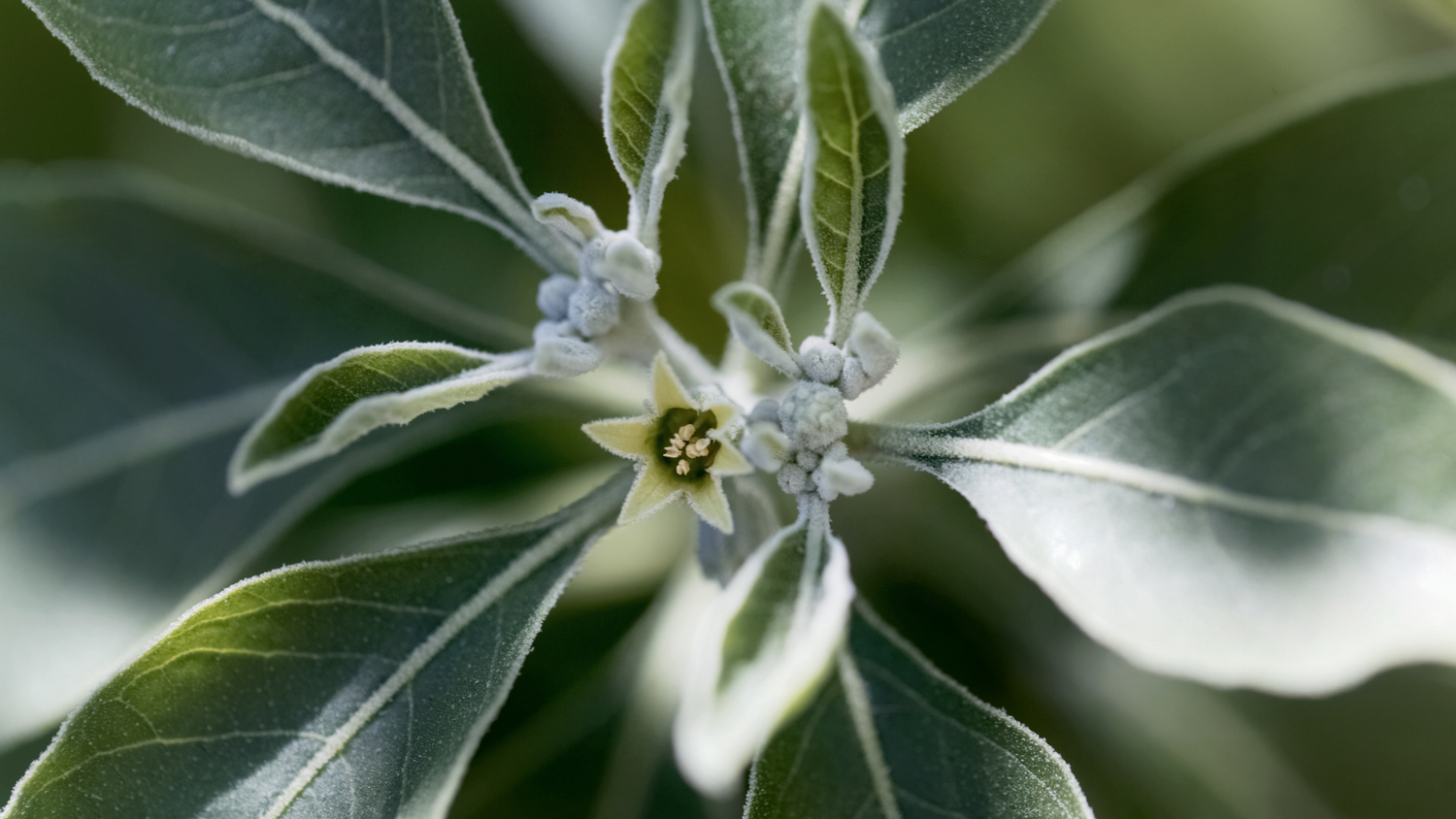 Ashwagandha – Wirkung, Dosierung, Einnahme & Vorteile der Schlafbeere