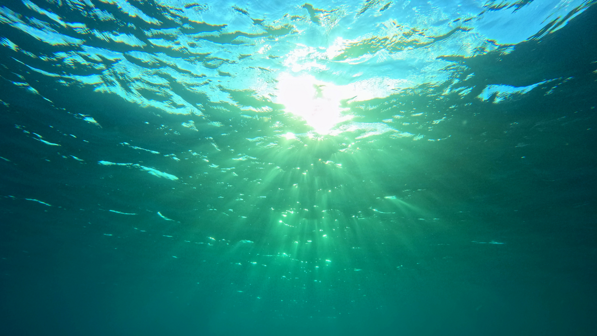 Fischöl oder Algenöl: Welche Omega-3-Quelle ist besser?